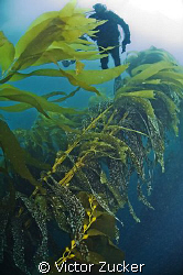 kelp diver by Victor Zucker 